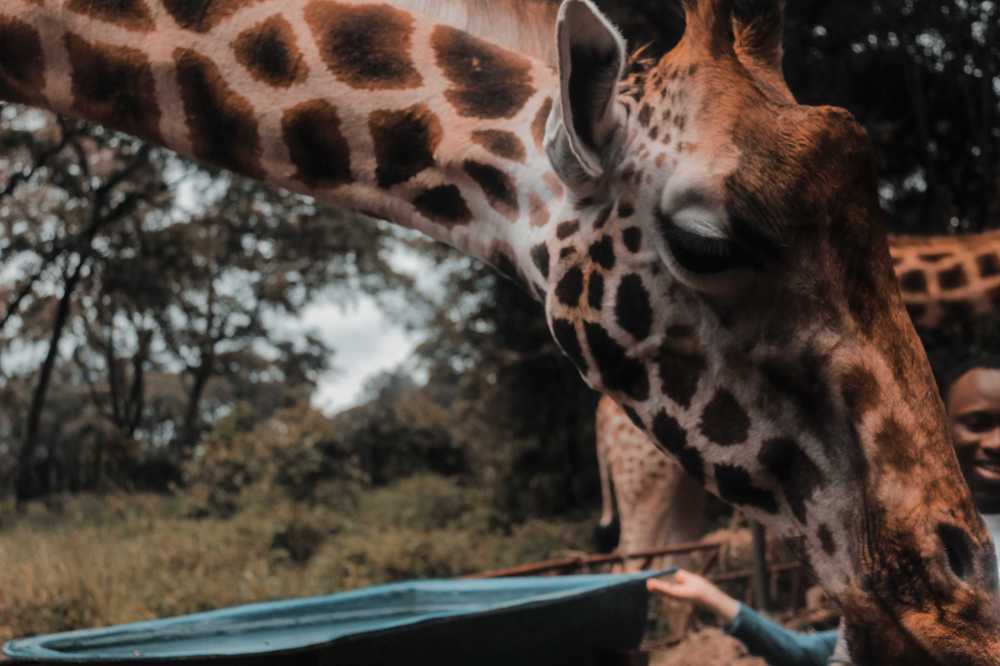 giraffe-headshot.jpg