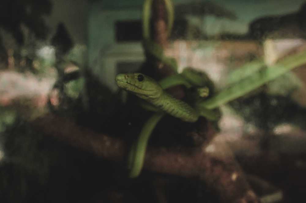 green-snake.jpg