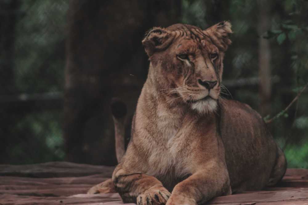 lioness.jpg