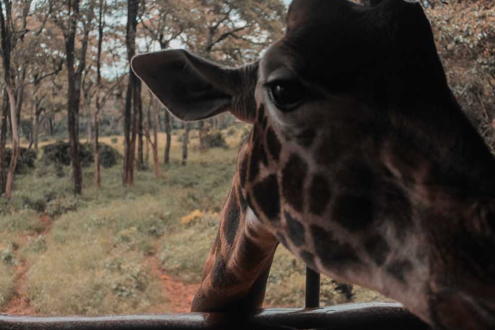 never-seen-an-animal-with-this-much-attitude.jpg