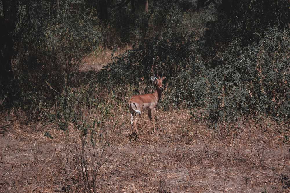 deer.jpg