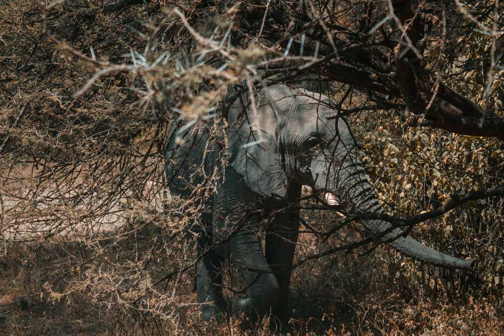 elephant.jpg