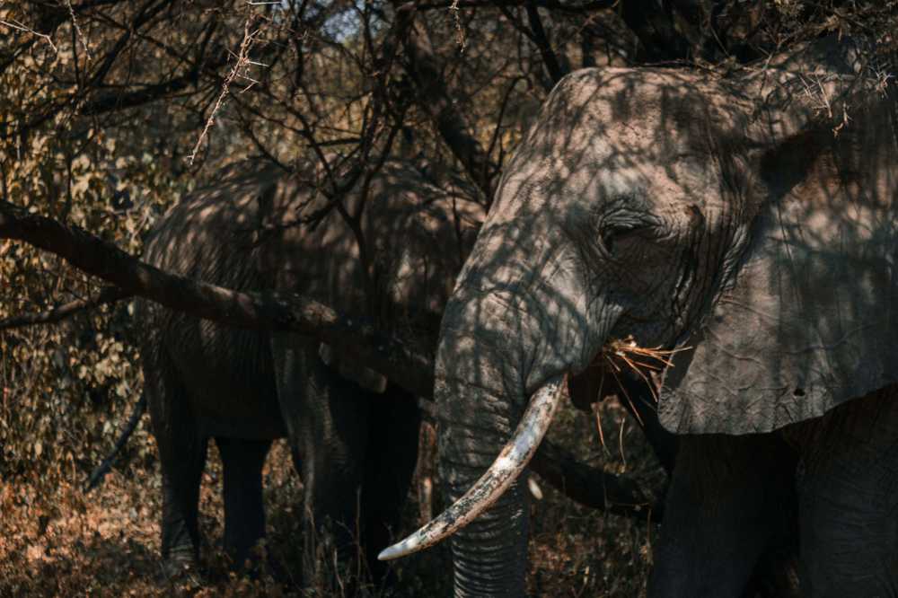 elephantFace.jpg