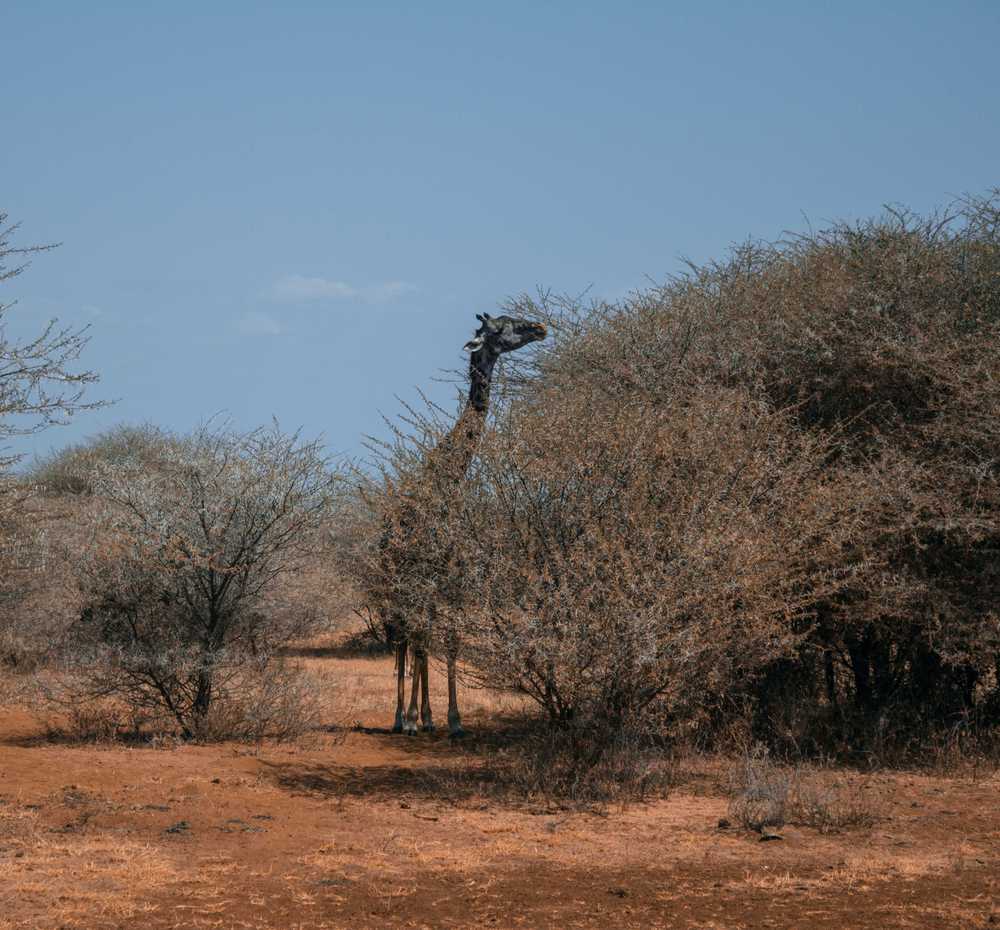 giraffe.jpg